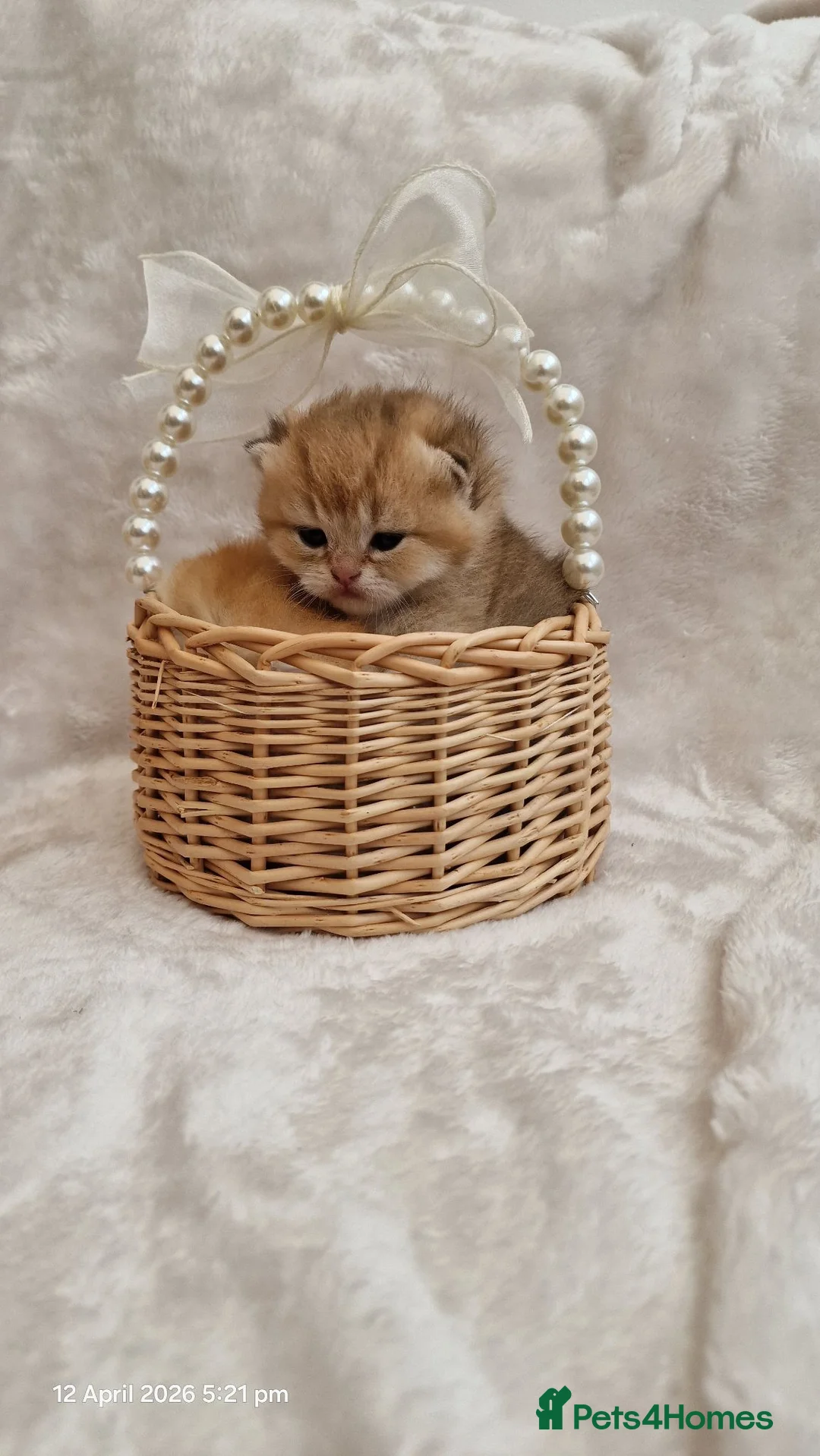 British Shorthair cats for sale: British Shorthair Golden Chinchilla Champion Lines - Advert 1