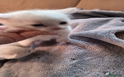 Turkish Angora cats for sale: Turkish angora  - Image 5