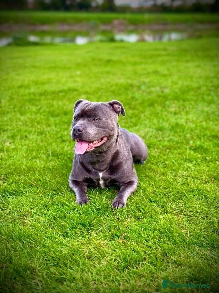 Staffordshire Bull Terrier dogs for sale: KC Registered Blue & Lilac Staffy Puppies 🐾 - Advert 6