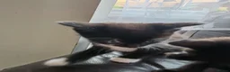 Domestic Shorthair cats for sale: Two female kittens - Advert 7