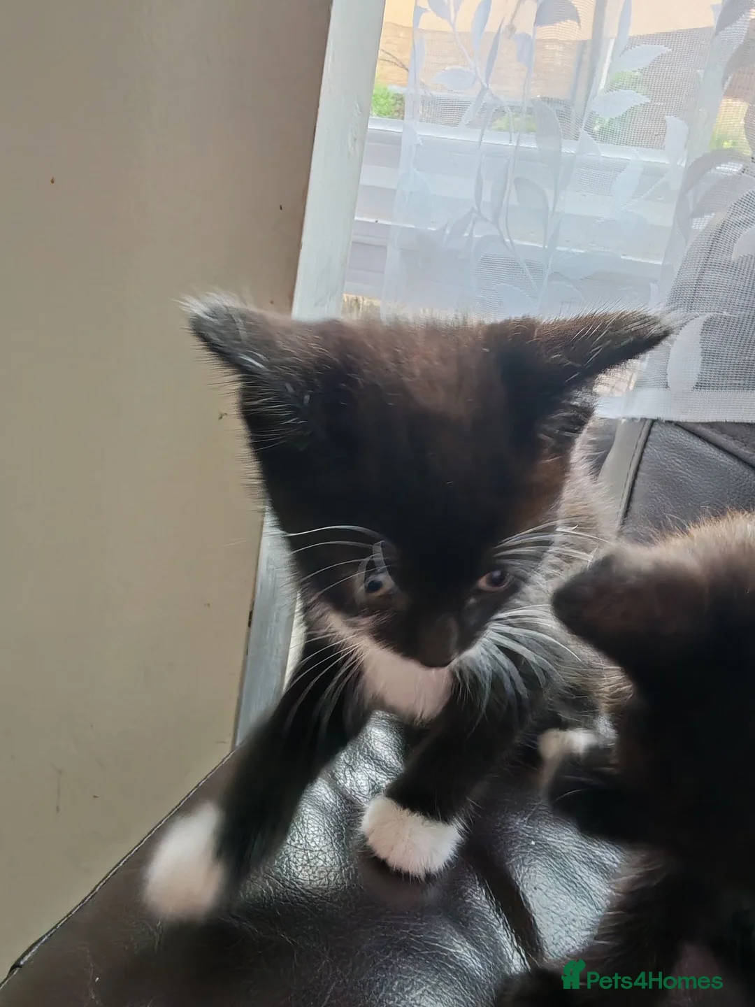 Domestic Shorthair cats for sale: Two female kittens - Advert 7