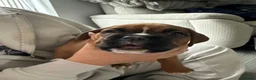 Boxer dogs for sale: Gorgeous classic boxers  in Newcastle - Advert 3