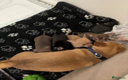 Chihuahua dogs for sale: 5 mini chihuahuas fór sale - Image 4
