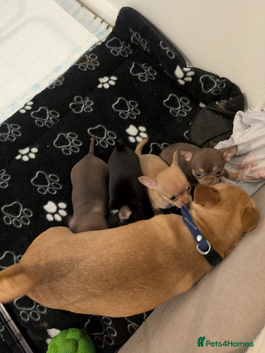 Chihuahua dogs for sale: 5 mini chihuahuas fór sale - Image 4