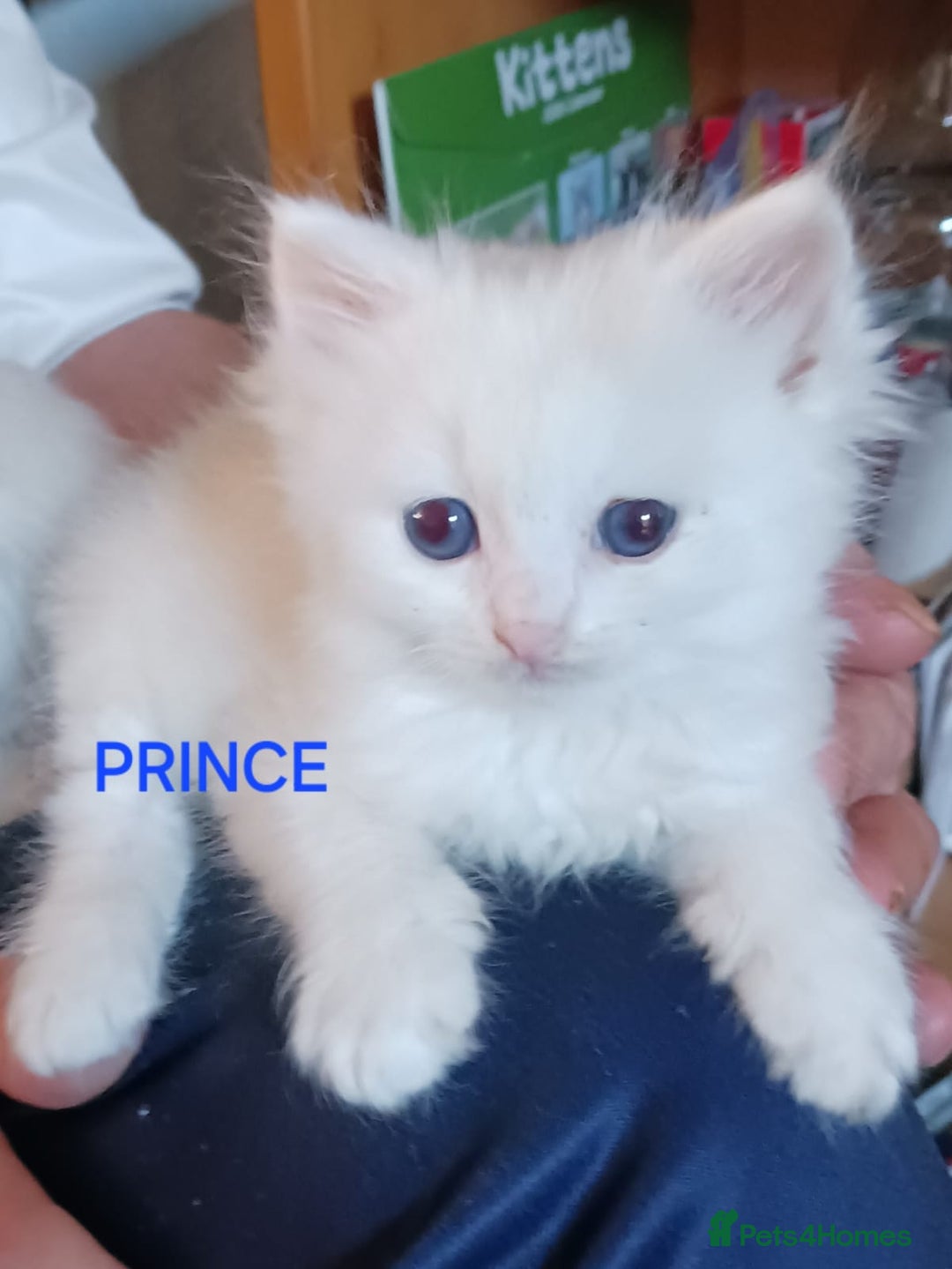 Ragdoll cats for sale: CUTE BLUE C/P RAGDOLL KITTENS  - Advert 3