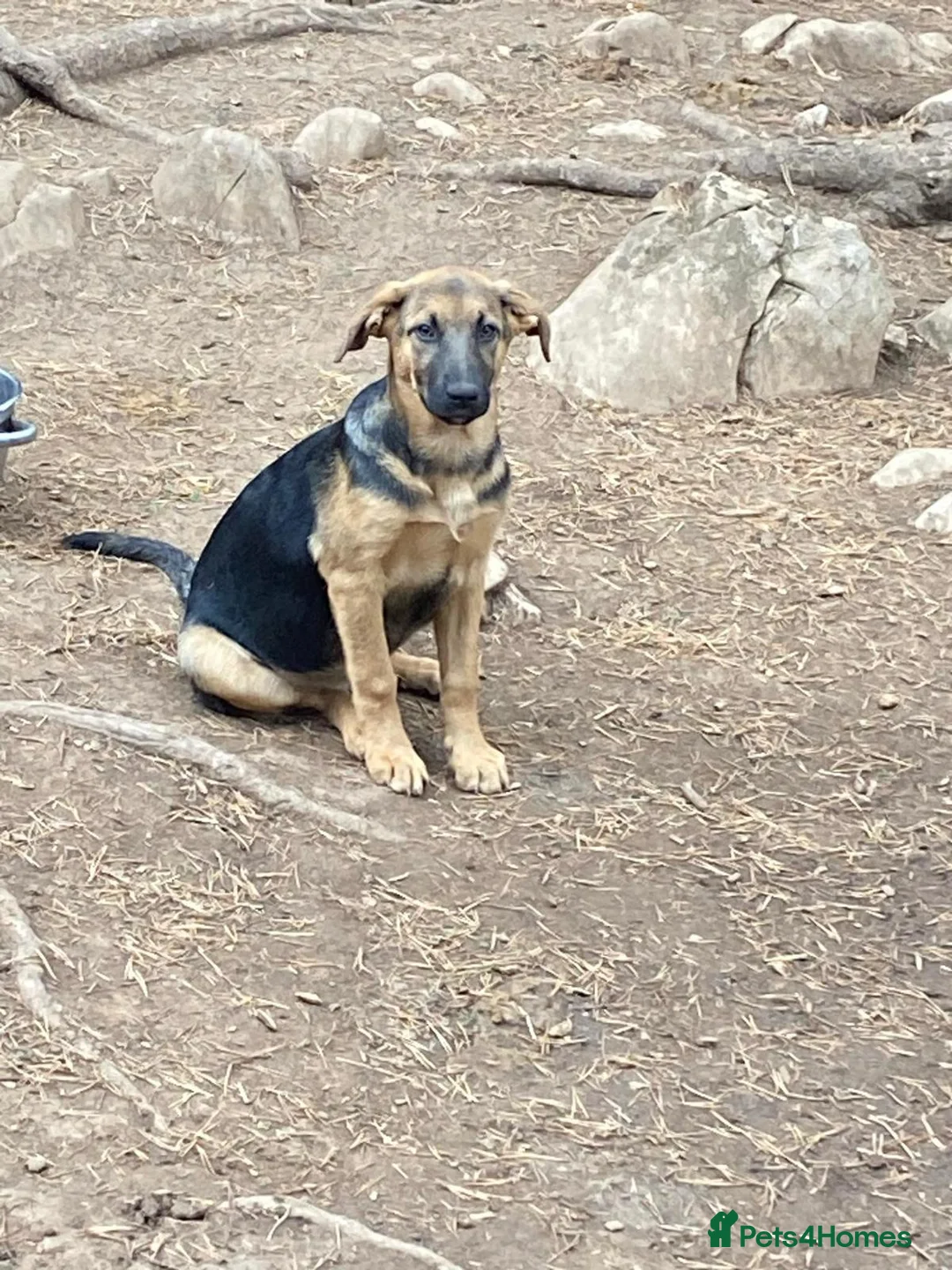 Mixed Breed dogs for adoption: Suzy and Precious in Ashford - Advert 5