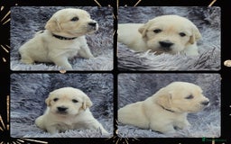 Golden Retriever dogs for sale: 9 KC registered, from imported lines puppies  - Image 38