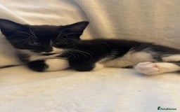Mixed Breed cats for sale: Kittens - Image 5