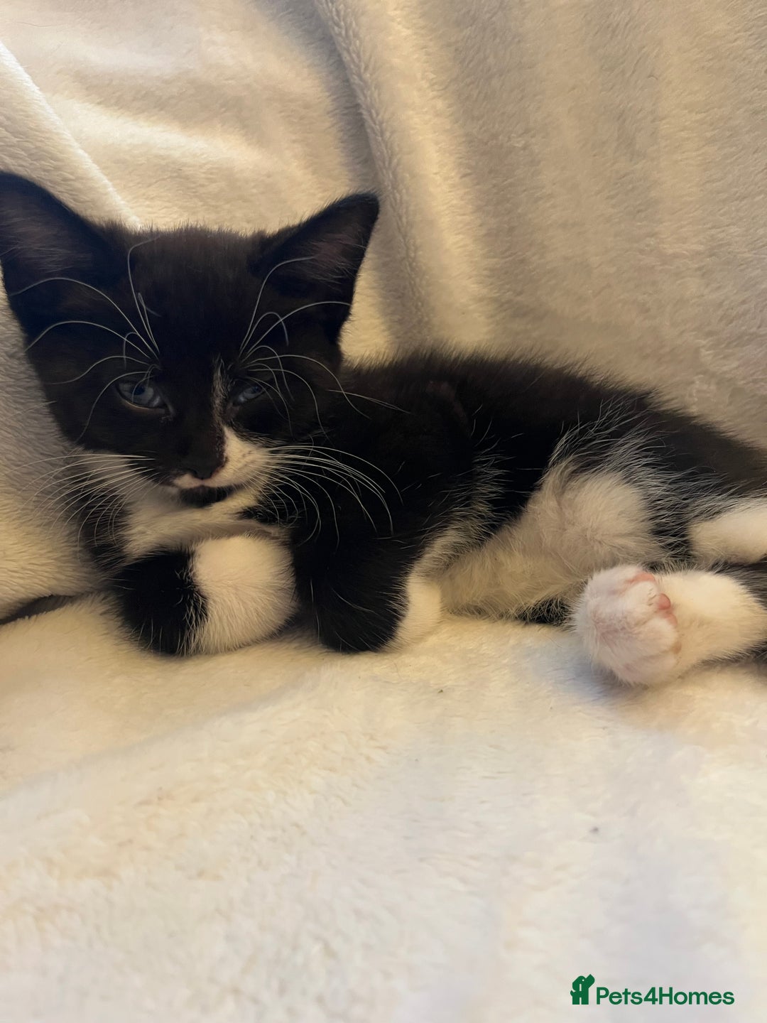 Mixed Breed cats for sale: Kittens - Image 5