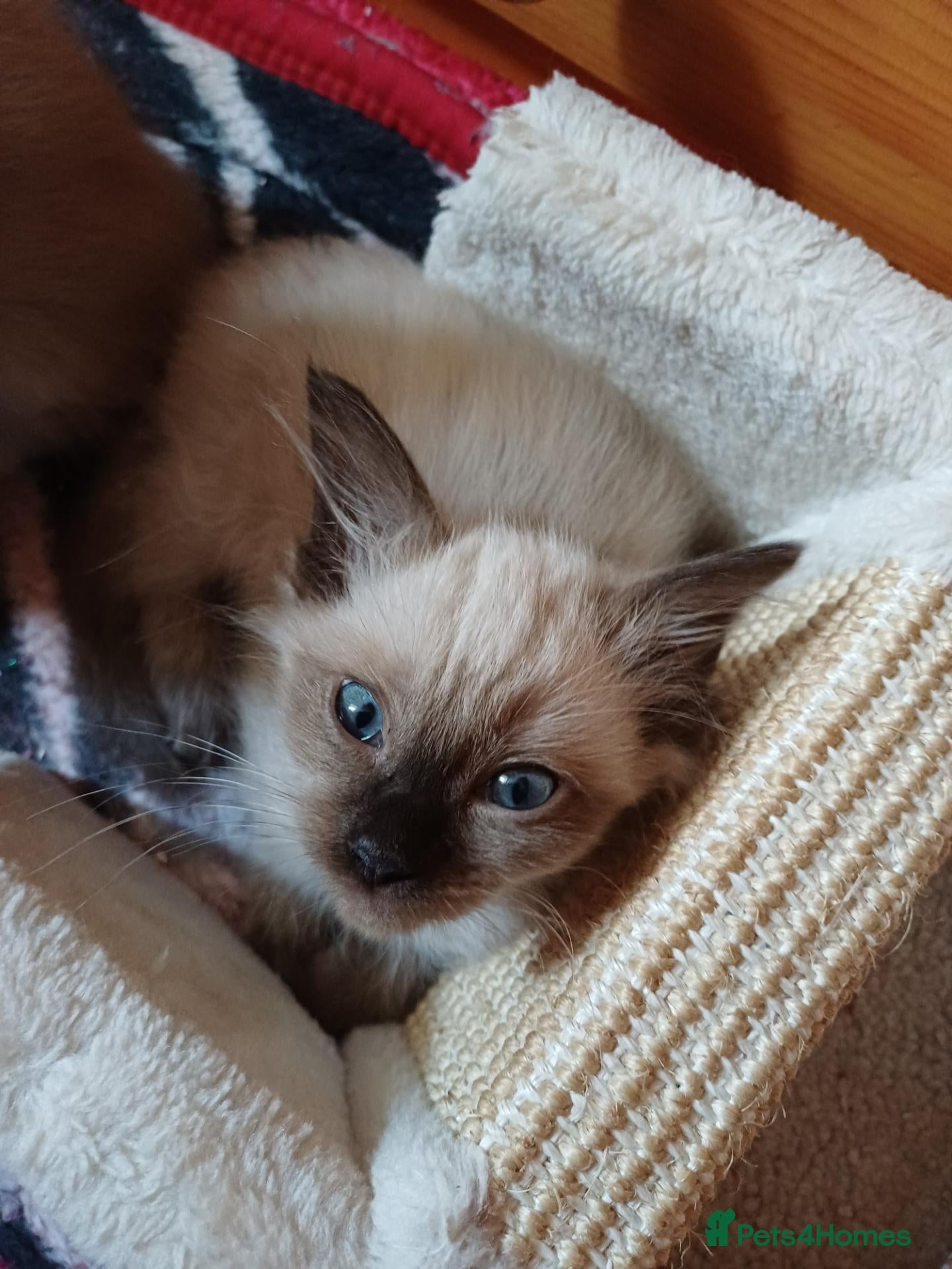 Ragdoll cats Pure Ragdoll Kittens - Advert 2