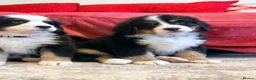 Bernese Mountain Dog dogs for sale: Bernese mountain puppies - Advert 3
