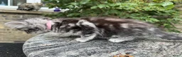 Maine Coon cats for sale: Maine Coon Bengal Cross Kittens - Advert 19