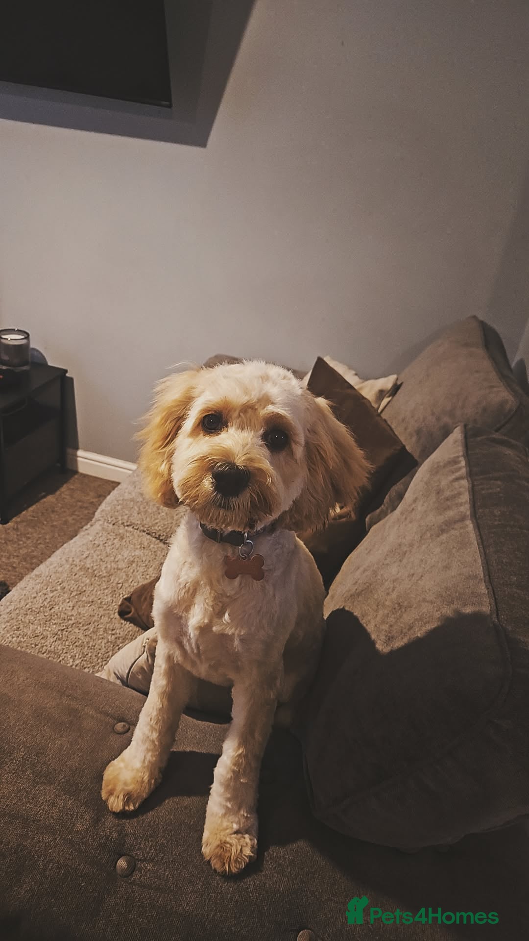 Cockapoo dogs for sale: 6 month old cockapoo  - Advert 1