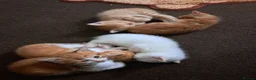 Mixed Breed cats for sale: Ginger, ginger white,white kittens prices vary - Advert 23