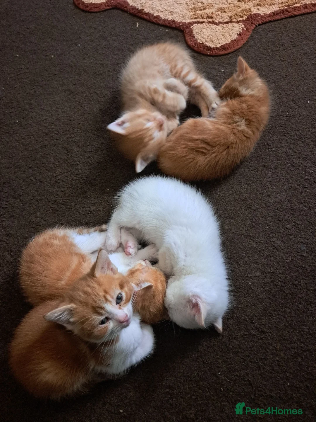 Mixed Breed cats for sale: Ginger, ginger white,white kittens prices vary - Advert 23