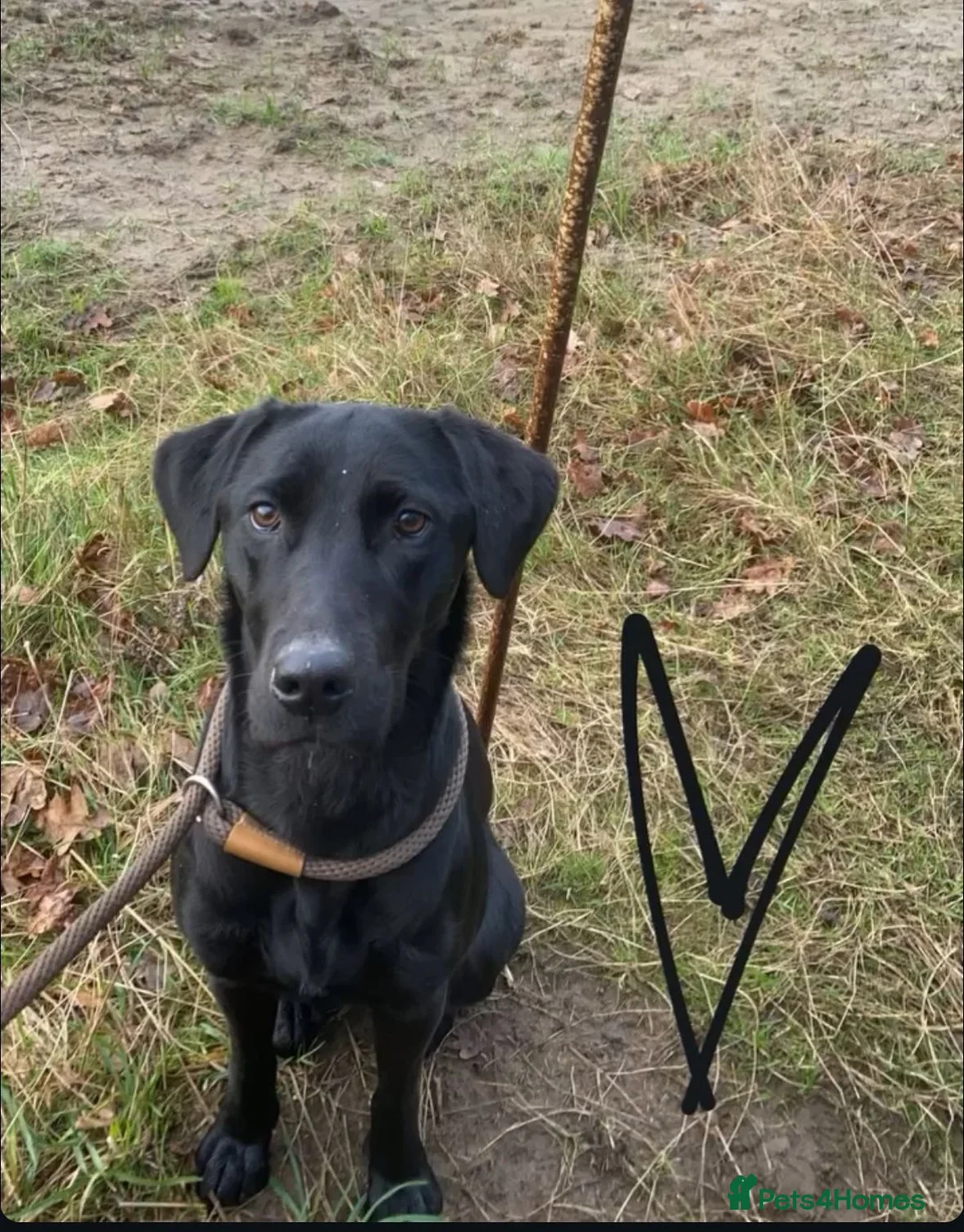 Goldador dogs for sale: Beautiful f1 pups  - Advert 2