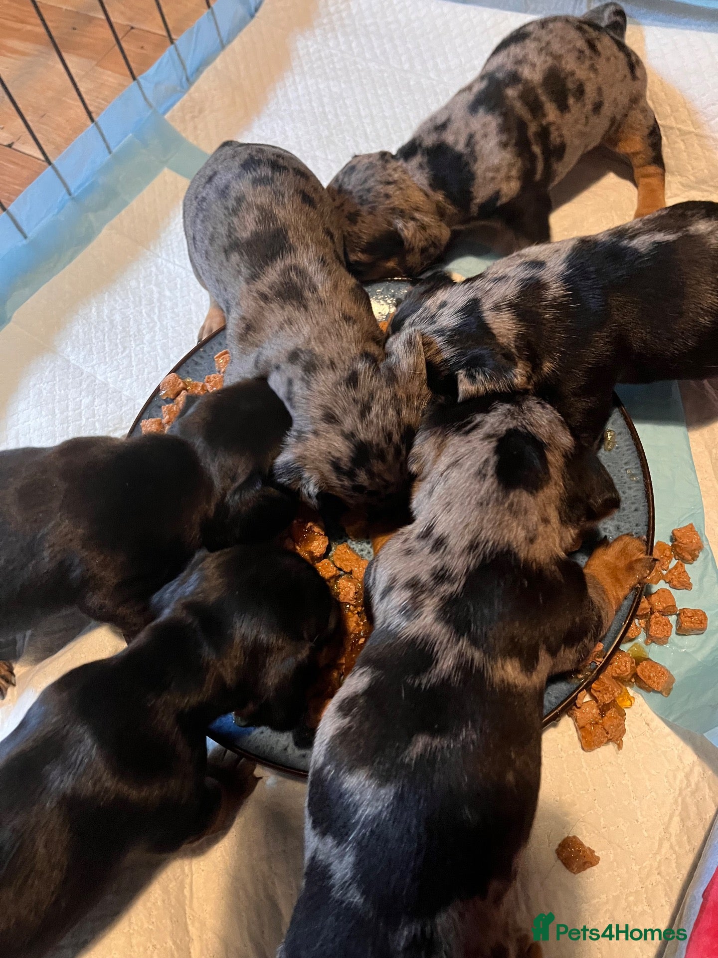 Mixed Breed dogs Stunning daxi cross pups  - Advert 17