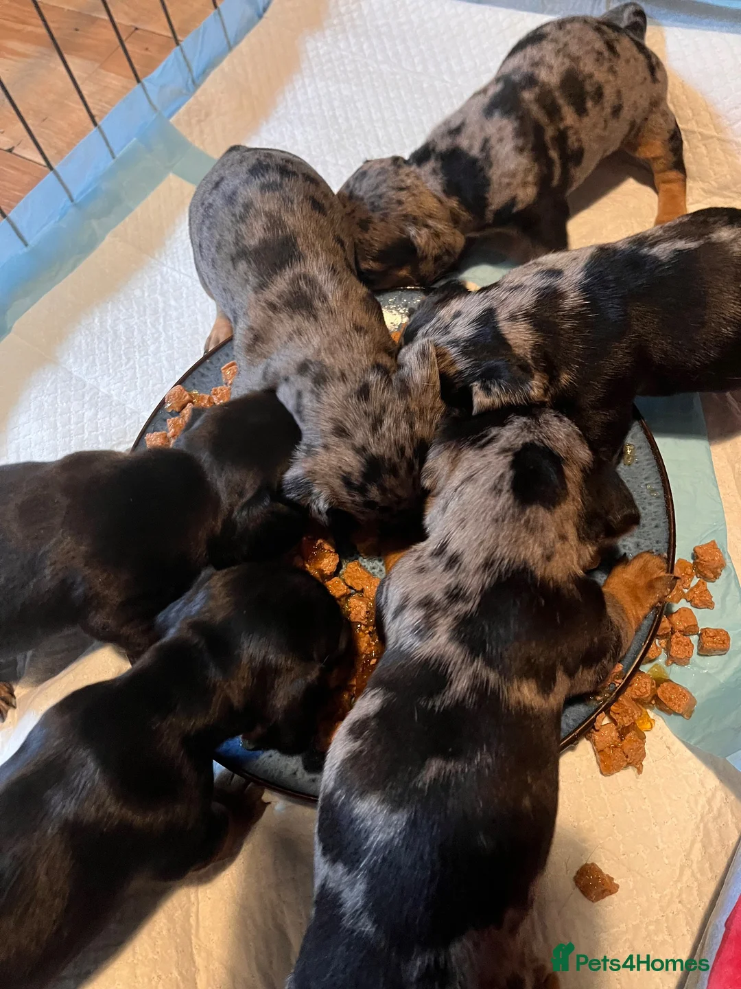 Mixed Breed dogs for sale: Stunning daxi cross pups  - Advert 2