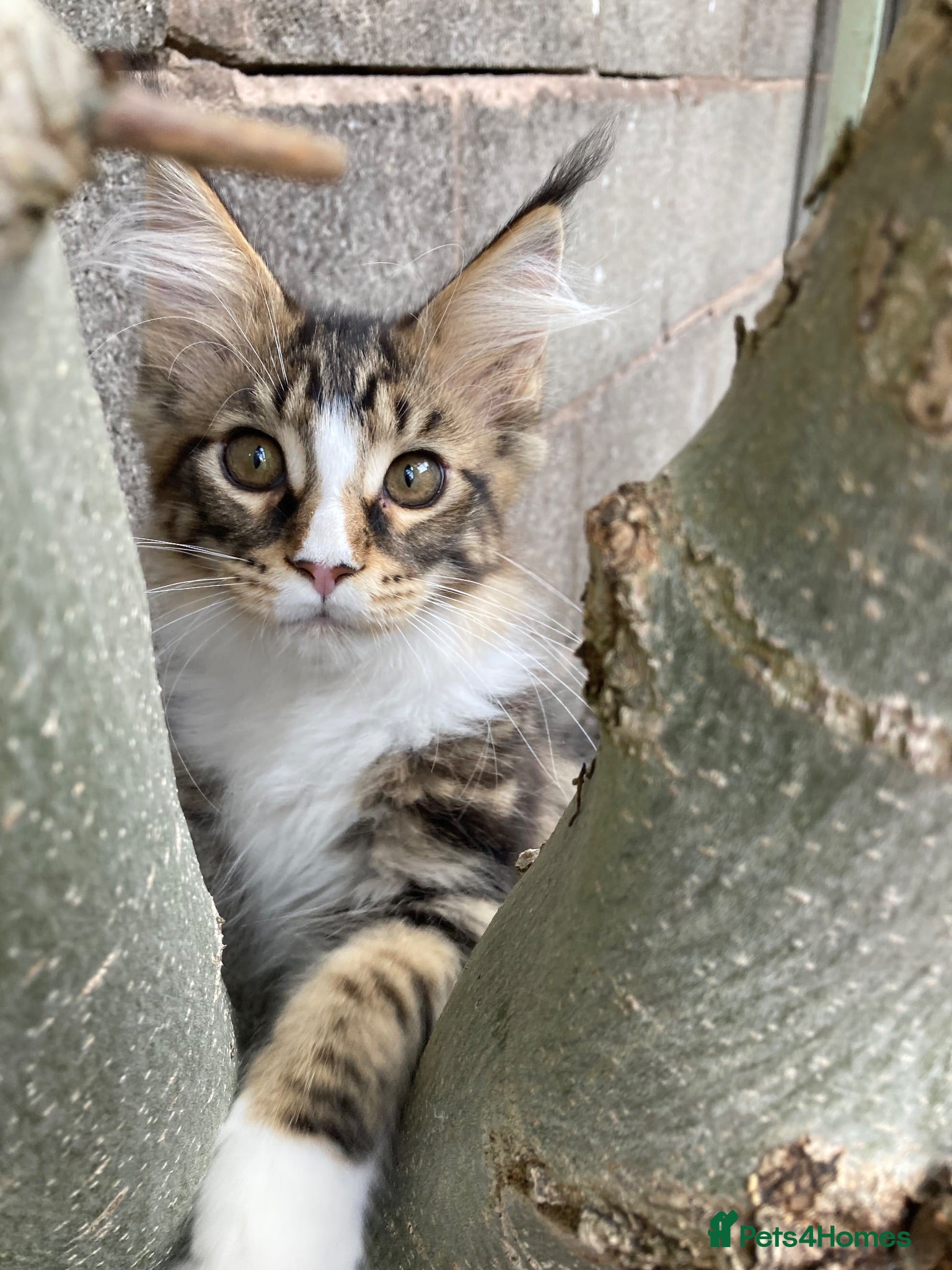 Maine Coon cats Full Maine Coon Kittens - Advert 8