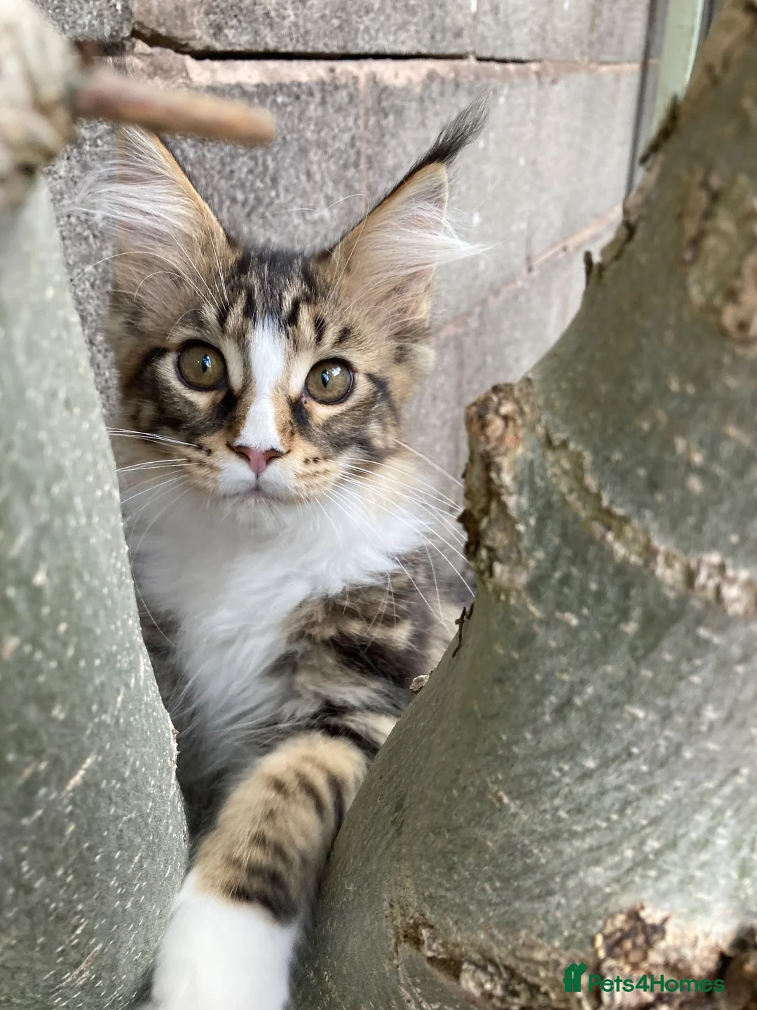 Maine Coon cats for sale: Full Maine Coon Kittens - Advert 1