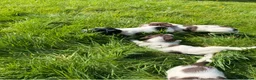English Springer Spaniel dogs for sale: KC Registered English Springer Spaniel Pups - Advert 20