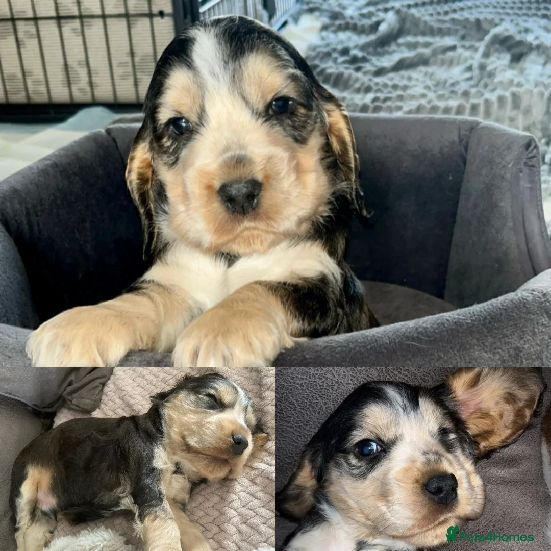 Cocker Spaniel dogs for sale: Gorgeous Show Cocker Puppies (KC Reg) in Cumnock - Advert 15
