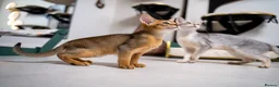 Abyssinian cats for sale: Caspian Boy - elegant, unique champion line🥇 - Advert 32