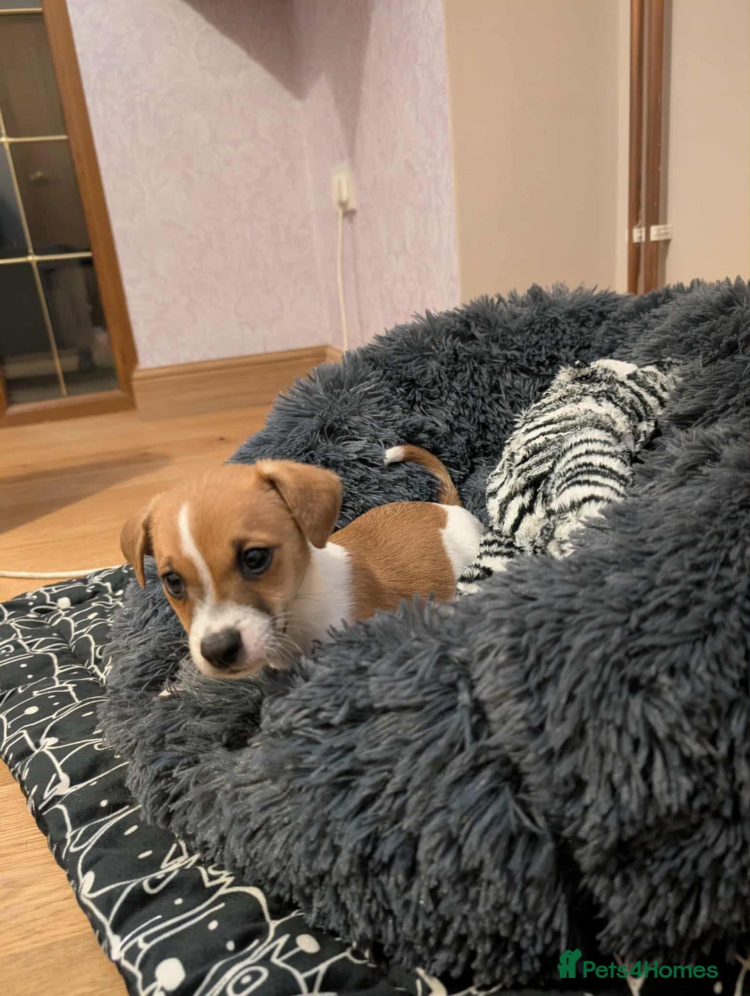 Jack Russell dogs for sale: Jack Russell pups  - Advert 4
