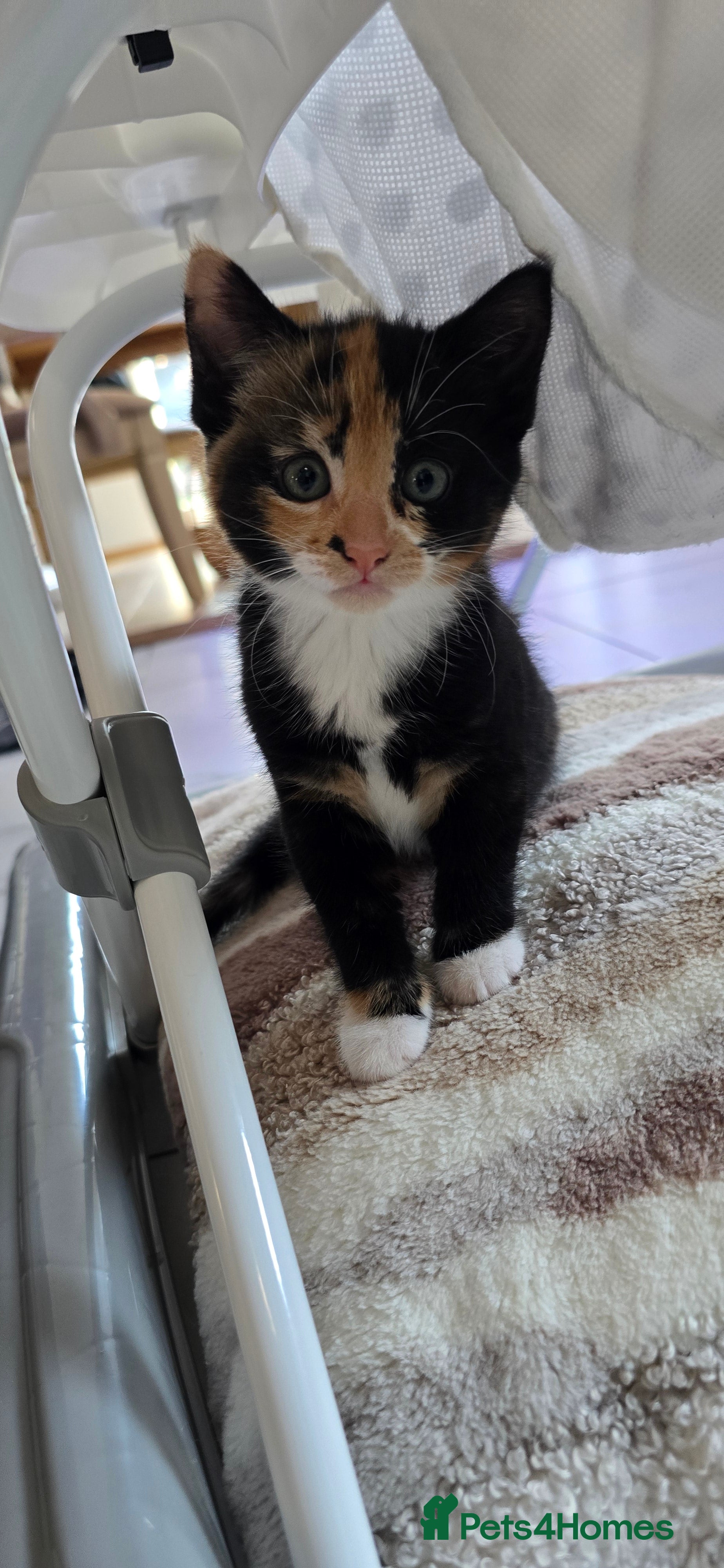 Mixed Breed cats Beautiful Kittens Looking for Their Forever Homes - Advert 2