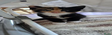 Missy - Calico Girl