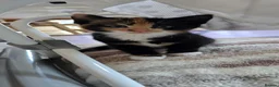 Mixed Breed cats for sale: Beautiful Kittens Looking for Their Forever Homes - Advert 7