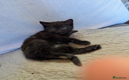 Bombay cats for sale: Different prices Bombay X long hair  - Image 4