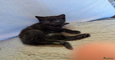 Bombay cats - Advert 11