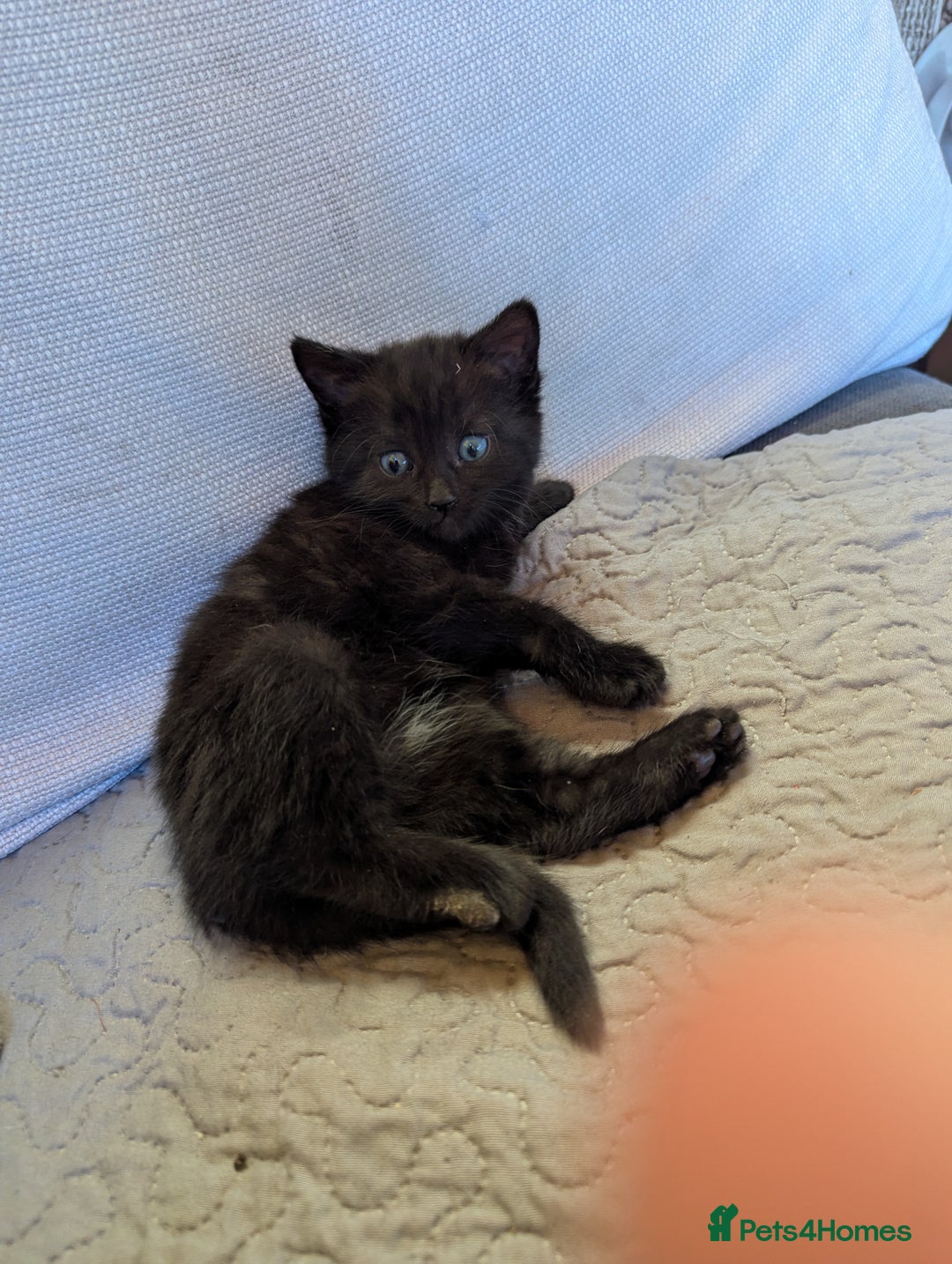 Bombay cats for sale: Different prices Bombay X long hair  - Image 4
