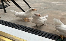 Chickens poultry for sale: 🚜 Small Flock Starter Pack-Up to 600 Eggs a Year! - Image 4