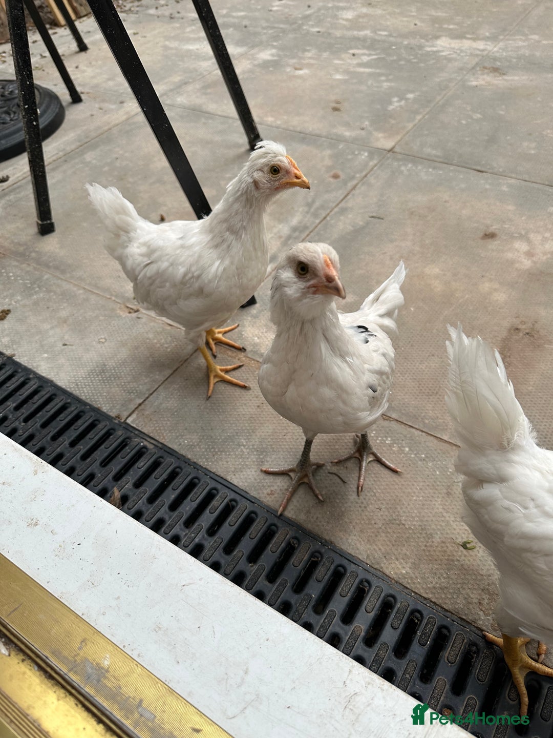Chickens poultry for sale: 🚜 Small Flock Starter Pack-Up to 600 Eggs a Year! - Image 4