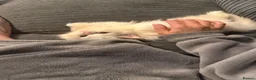 Persian cats for sale: Male white Persian chinchilla  - Advert 6