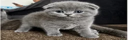Scottish Fold cats for sale: Scottish Fold & straight Kittens PRICE -NEGOTIABLE - Advert 7