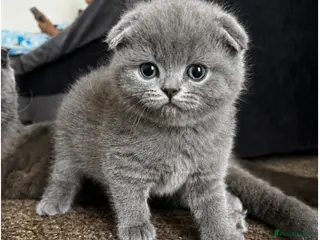 Scottish Fold cats 5 Beautiful Scottish Fold & straight Kittens - Advert 8