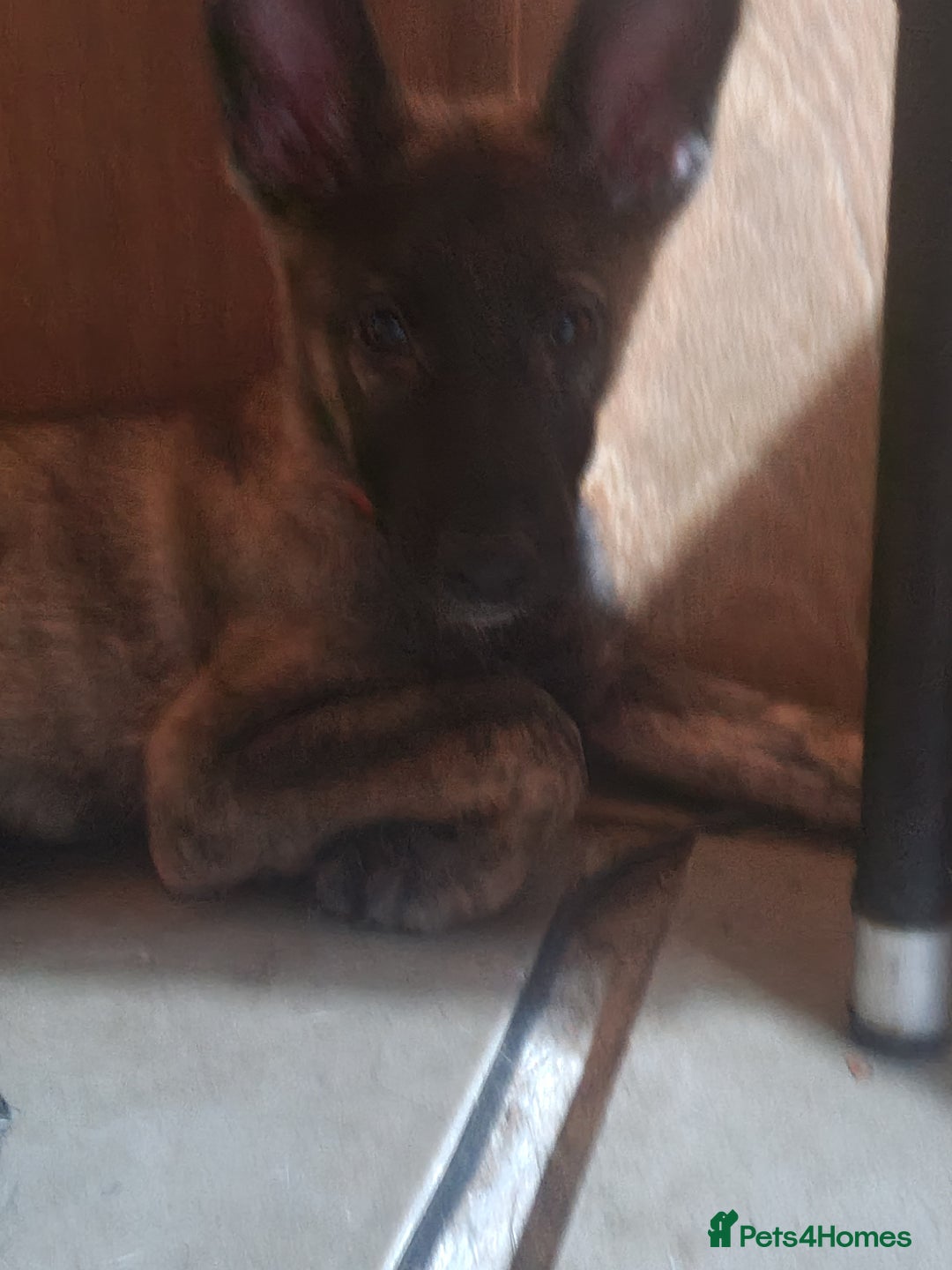 German Shepherd dogs for sale: German sheperd puppies in Rotherham - Image 5