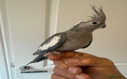 Cockatiels birds for sale: BEAUTIFUL BABY COCKATIEL BIRDS VARIOUS COLOURS  - Image 3