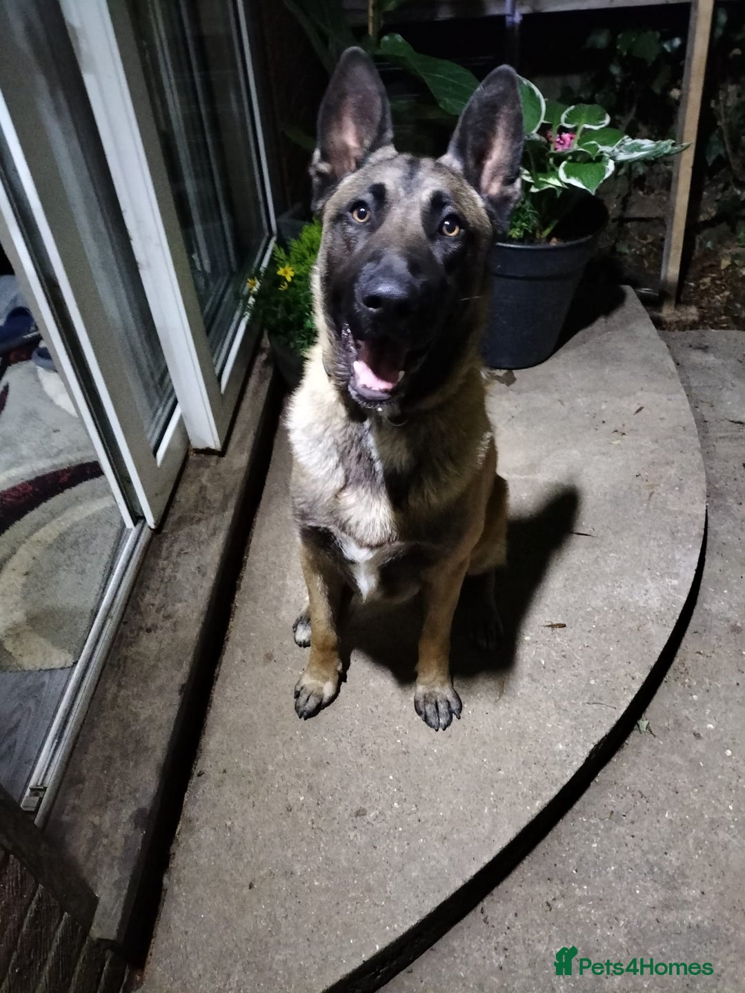 Mixed Breed dogs for sale: Bruno Mixed Bread Dog - Advert 4