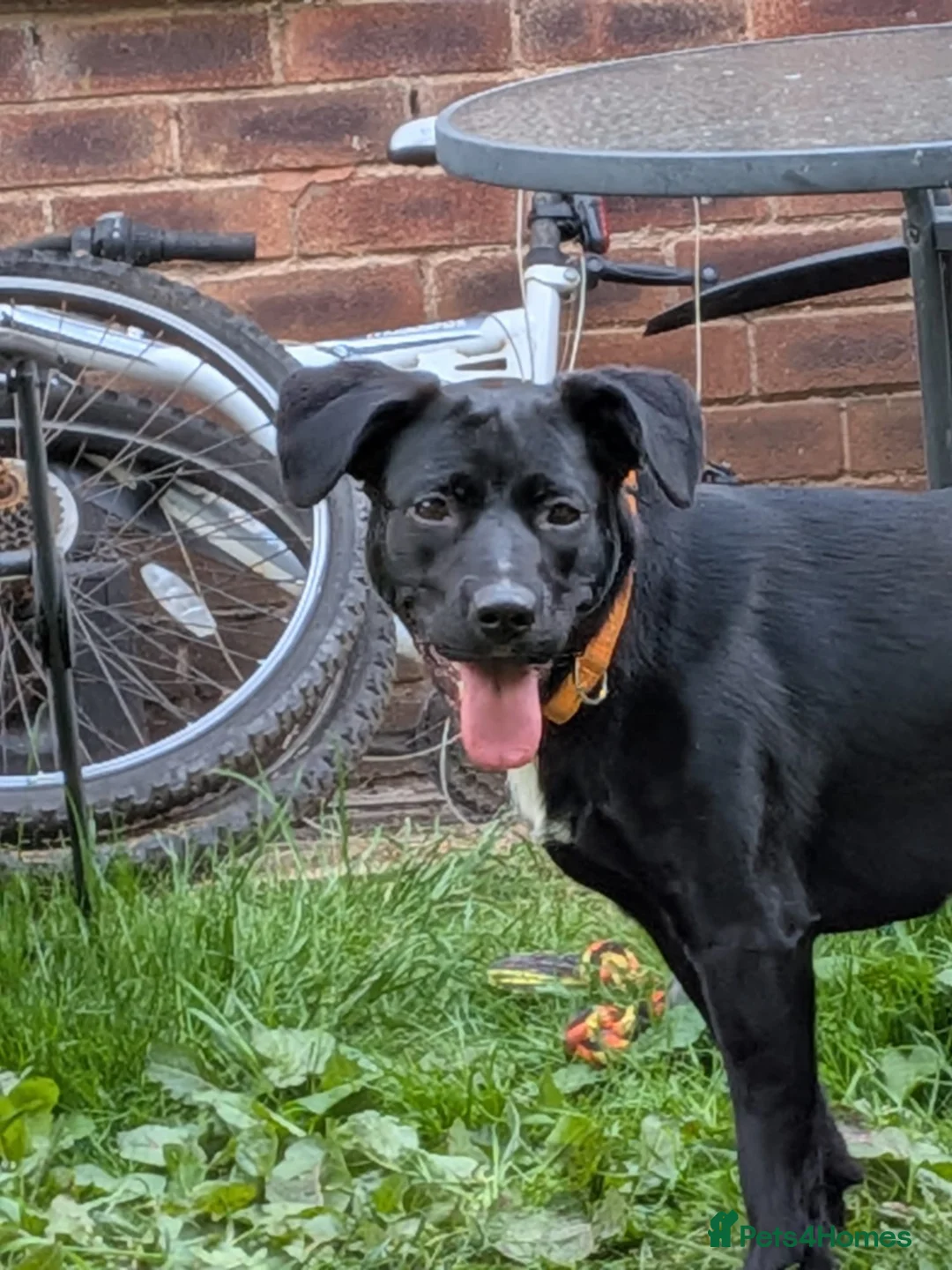 Mixed Breed dogs for sale: Rehoming Raven  in Cheadle - Advert 2