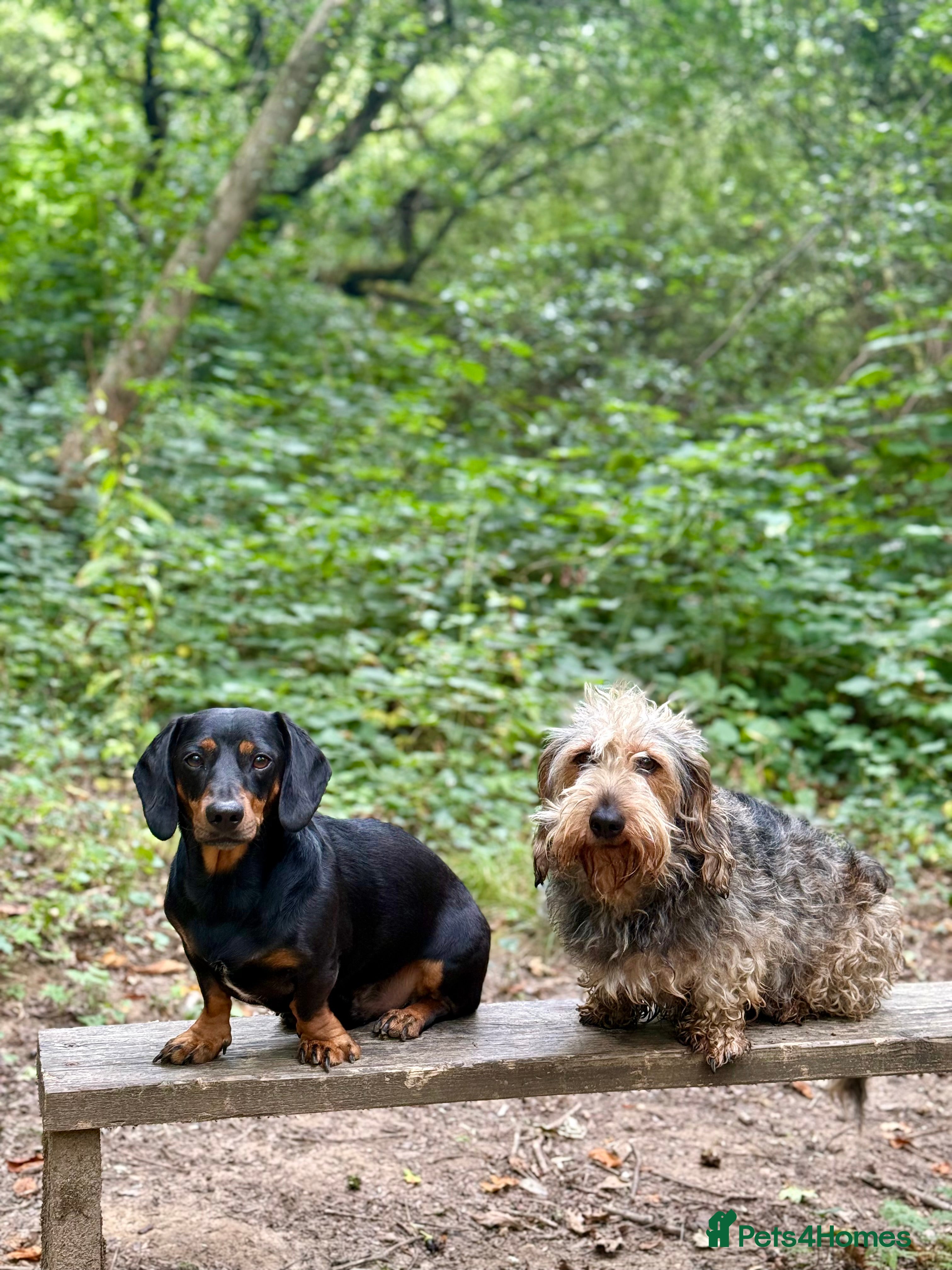 Dachshund dogs Dachshund  - Advert 15