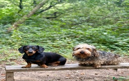 Dachshund dogs for sale: Dachshund  - Image 1