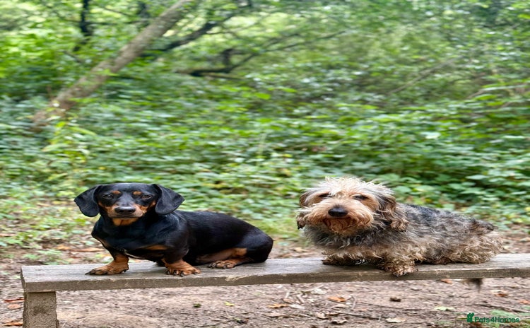 Dachshund dogs - Advert 1