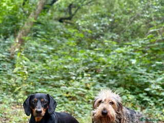 Dachshund dogs - Advert 17