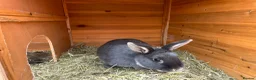 Mixed Breed rabbits for sale: Rabbits bonded pair - Advert 7
