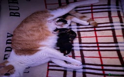 Domestic Shorthair cats for sale: Our beautiful Girl has had a litter of 3  - Image 11