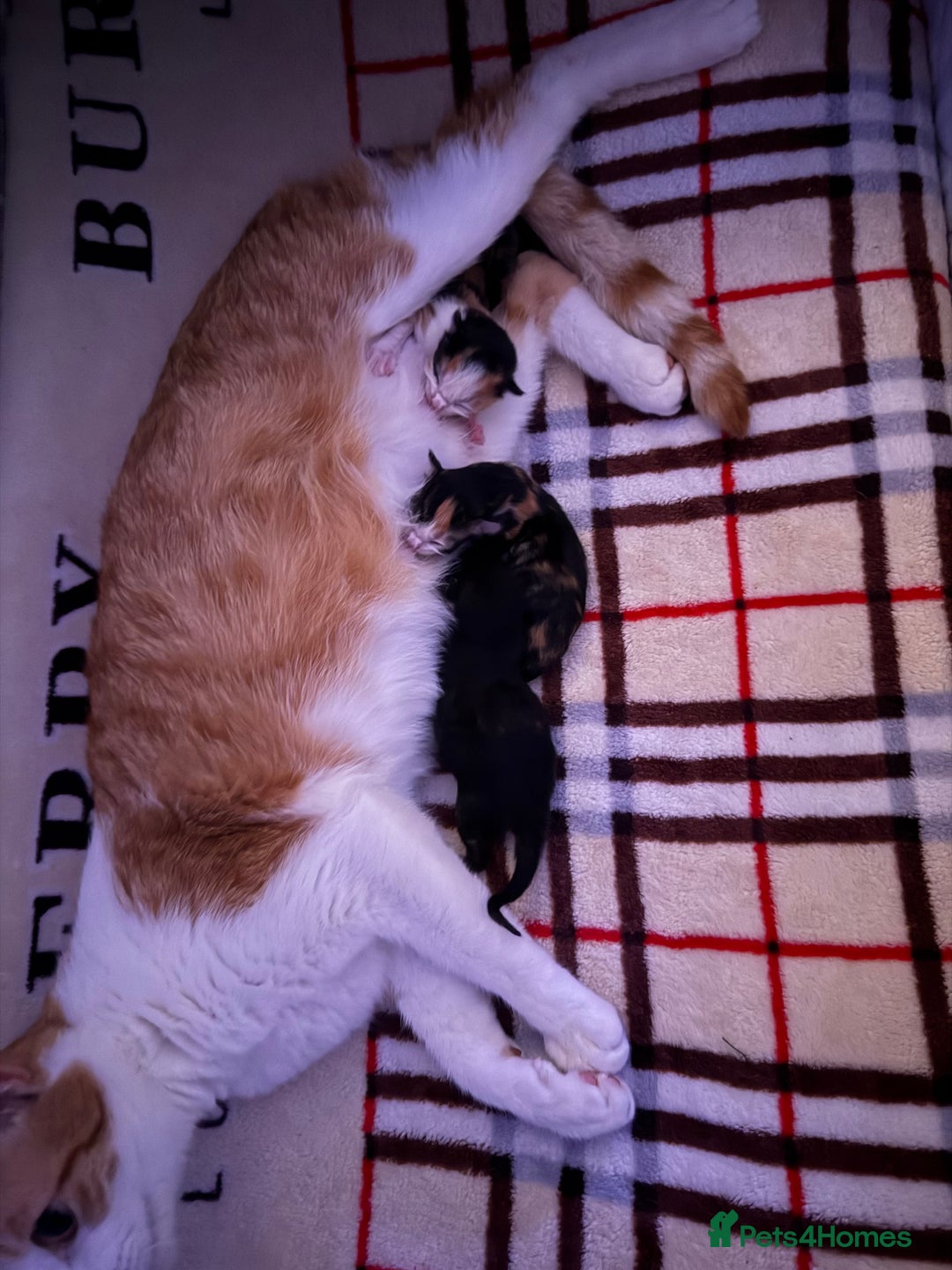 Domestic Shorthair cats for sale: Our beautiful Girl has had a litter of 3  - Image 11